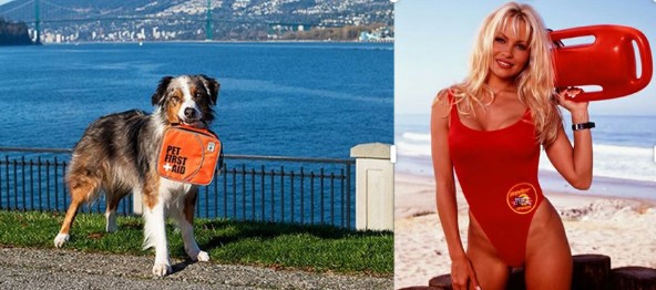 Pamela Anderson Who Wore It Better  nude photo