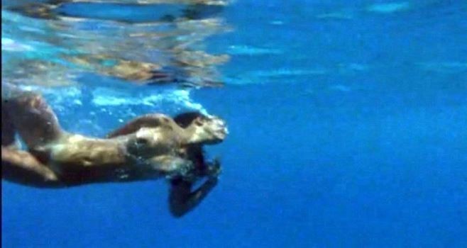 Phoebe Cates Nude Pussy Under Water  nude photo