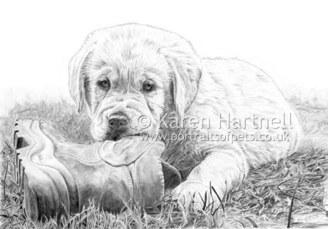 Labrador Puppies Drawings  nude photo
