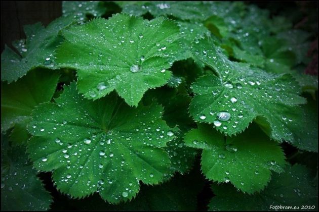 Nude Leonardo Dicaprio Playgirl  nude photo